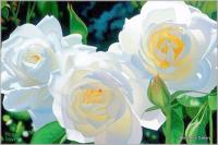 SOLD - Sunny Afternoon Roses by Brian Davis