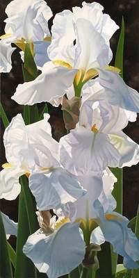 SOLD - Enchanting Irises by Brian Davis