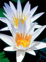 SOLD  Water Lilly Duet by Brian Davis